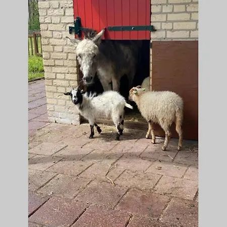 Vrijstaande 6 Persoons Hottub En Pizzaoven Op Holiday home